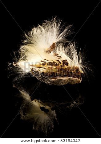 Macro Photo Of Swamp Milkweed Seed Pod