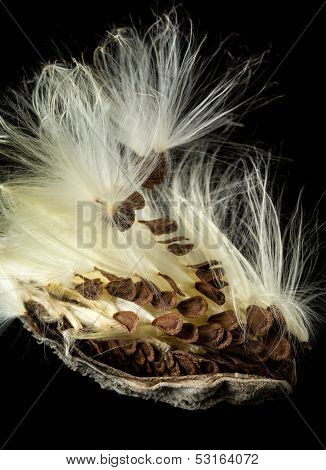 Macro Photo Of Swamp Milkweed Seed Pod