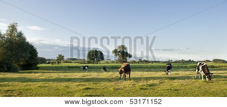 Cows are grazing