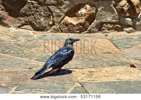 Red-winged Starling (Onychognathus morio)