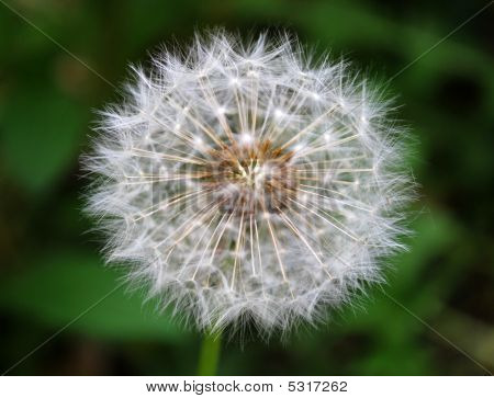 민들레