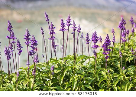 Blue Salvia Plant