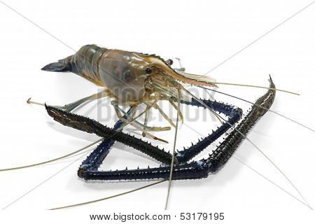 Giant Freshwater Prawn