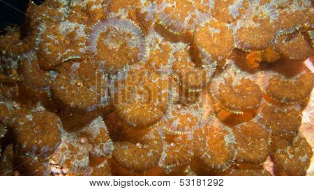 corallimorph colony