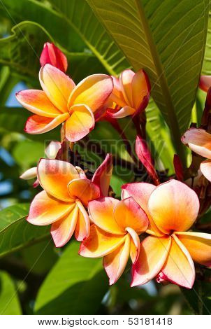 schÃ¶ne orange Blume