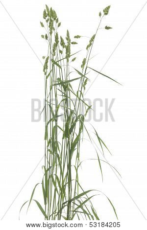Festuca