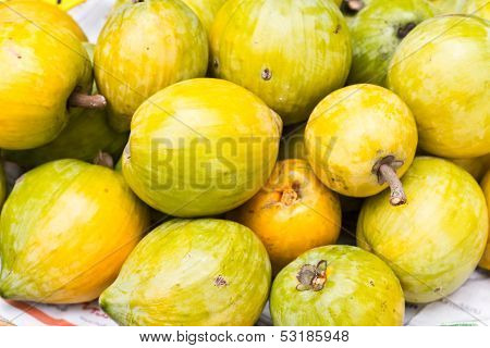 Prunus Persica