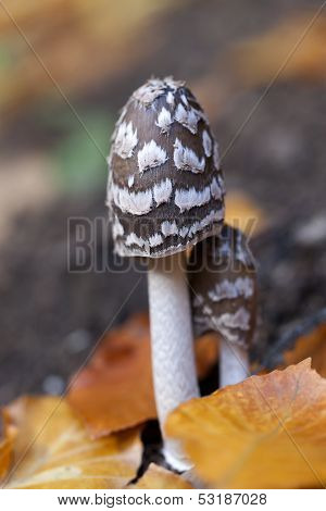 Magpie Inkcap - foliage - macro