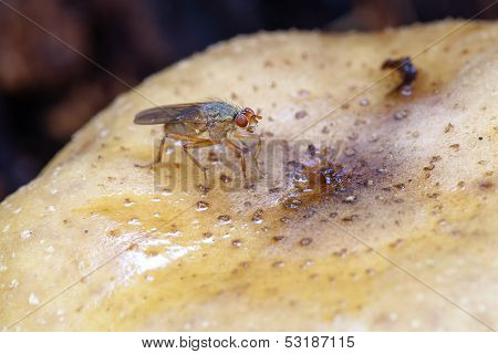 kelp flies - mushroom