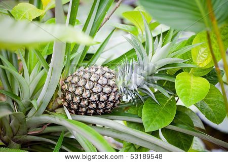Green Pineapple On Tree