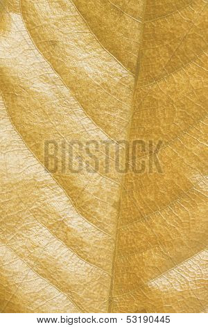 Dry Leaf