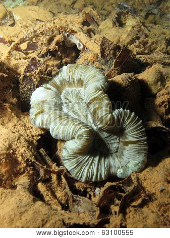 Mushroom coral