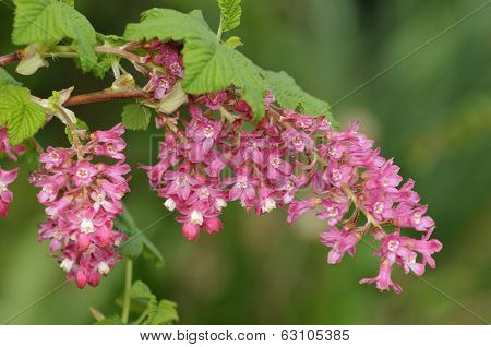 Flowering Currant