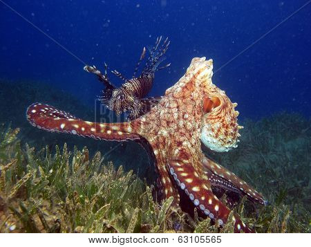 Octopus launching