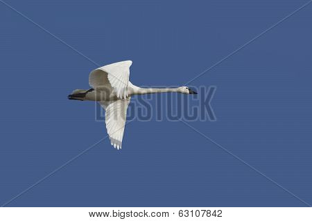 Tundra Swan In Flight