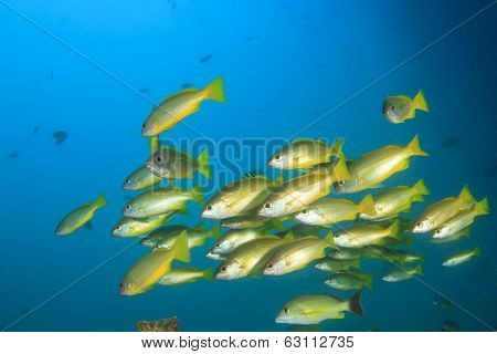 School of yellow fish: Bluelined Snappers