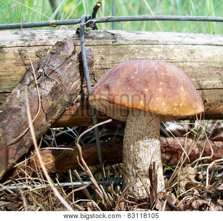 Mushroom