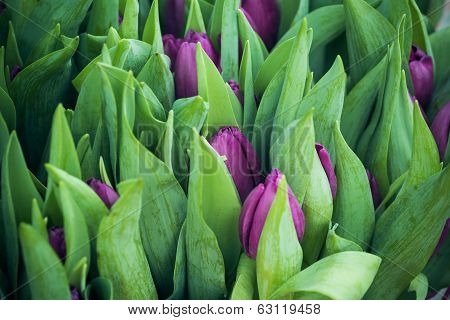 Burgeons and leaves of purple tulips