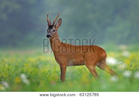Roe deer