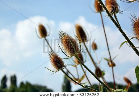 Dried Flowers