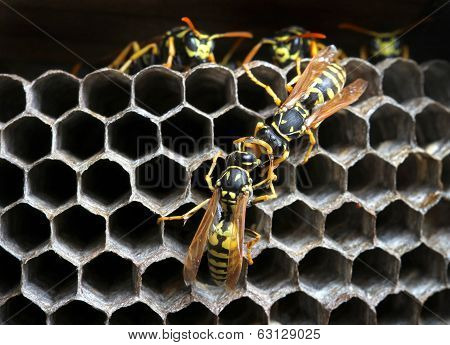 Nest of wasps