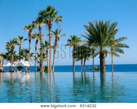 agua y árboles de plam