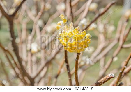 Spring Flowers Series: Oriental Paperbush