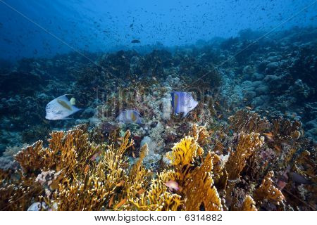 Ocean og Yellowbar Angelfish