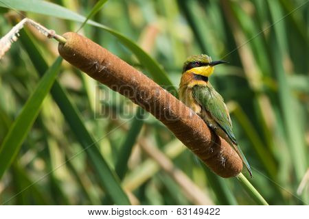 Little Bee-eater Perched On A Cattail
