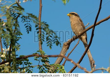 Yellow-billed Shrike Perched On A Branch