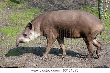 Tapir