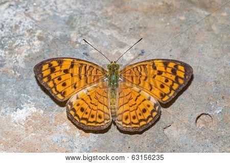 Small Leopard Butterfly