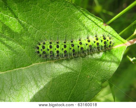 Green caterpillar emperor moth on leaf