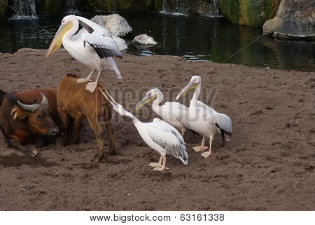 Great White Pelican - Pelecanus Onocrotalus