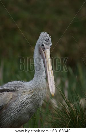 Pink-backed Pelican - Pelecanus Rufescens
