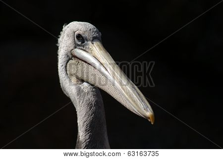 Pink-backed Pelican - Pelecanus Rufescens