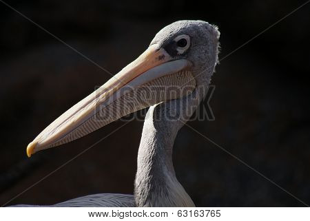 Pink-backed Pelican - Pelecanus Rufescens