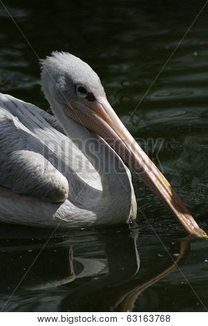 Pink-backed Pelican - Pelecanus Rufescens