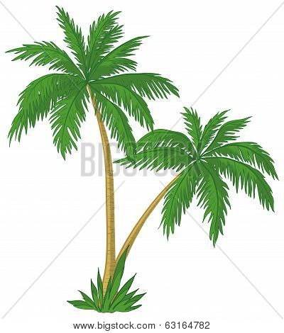 Palm trees