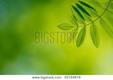 Green Branch In The Forest