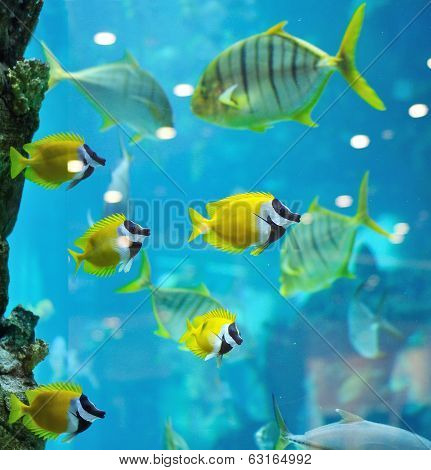 Several Foxface Fish