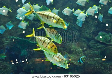 Gnathanodon Speciosus Black Stripes Yellow Fish