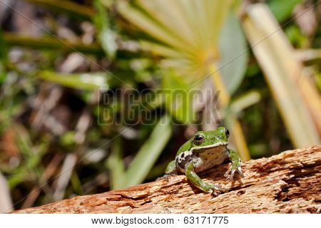 Barking Tree Frog