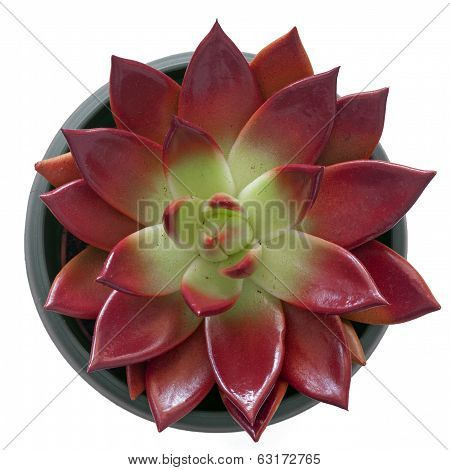 Succulent In A Pot
