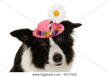 bordercollie