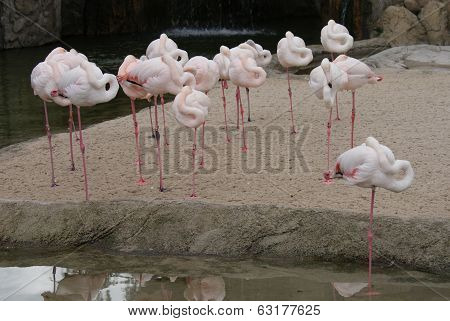 Greater Flamingo - Phoenicopterus Antiquorum