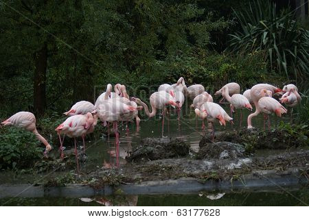 Greater Flamingo - Phoenicopterus Antiquorum