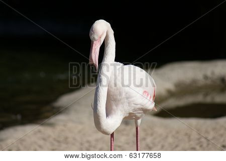 Greater Flamingo - Phoenicopterus Antiquorum