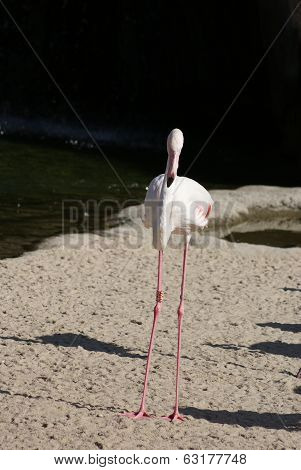 Greater Flamingo - Phoenicopterus Antiquorum