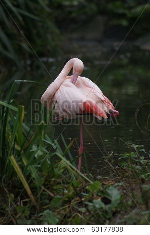 Greater Flamingo - Phoenicopterus Antiquorum